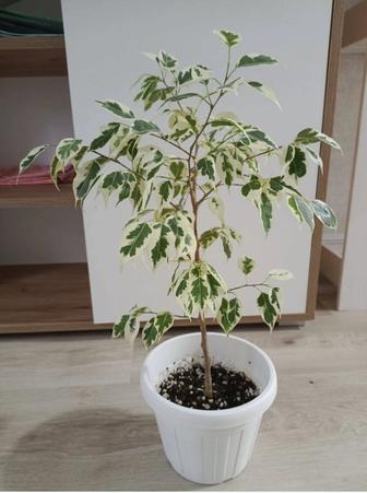 Фикус Бенджамина твилайт