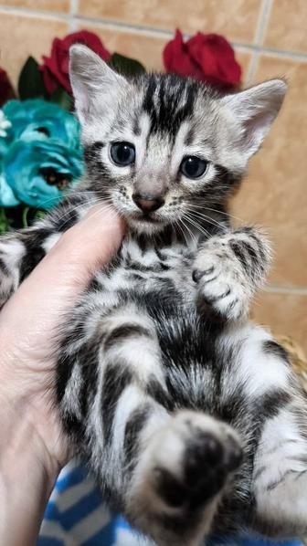 ХИТ СЕЗОНА ! БЕНГАЛЬСКИЕ- в окрасе Серебро и Снег