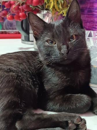 . . ЗАМУРЧАТЕЛЬНЫЙ черный котенок!!!