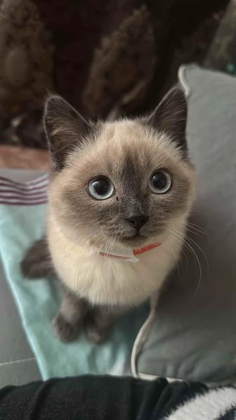 Отдам котенка в добрые руки