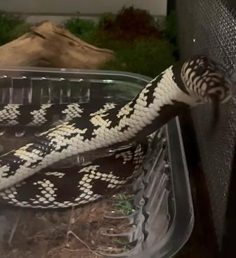 Калифорнийская королевская змея