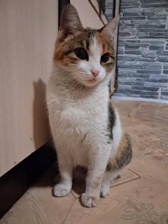 Красавица Ева в поисках дома!!