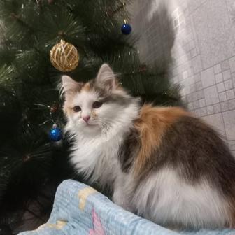 Молодая кошечка, котенок от кошки мышеловки