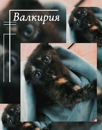 Отдам котенка