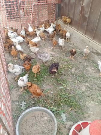Продам цыплят 2 месяца