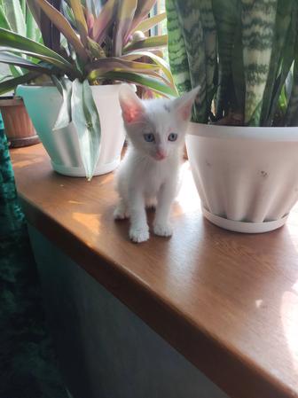 Очень умные котята 1.5мес