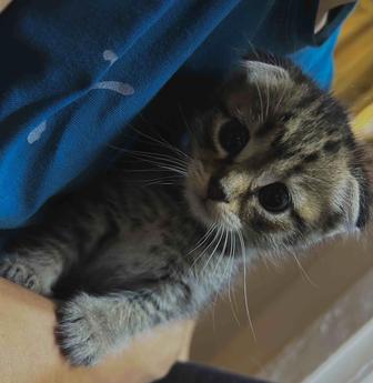 Продам котят породы скоттиш fold