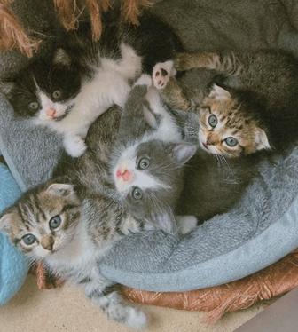 Продам котят породы скоттиш fold