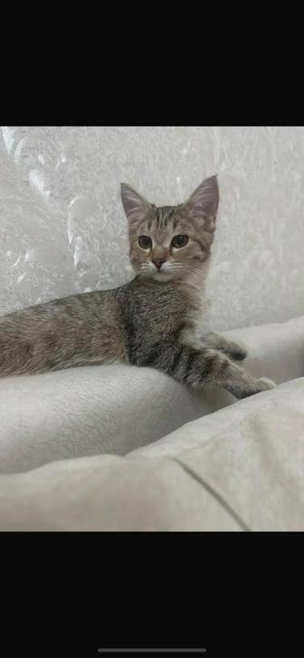 Отдам даром животные кошки