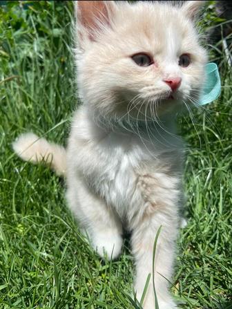 Британские кремовые котята