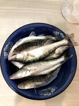 Судак морозкада тұрған