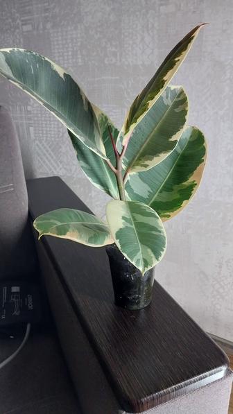 Продается фикус Тинеке