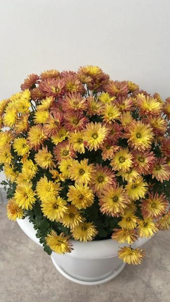 Продам цветы