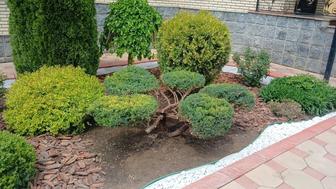 Посадка деревьев