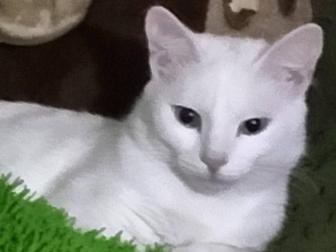 Стериллизованна девочка