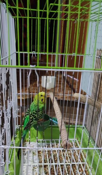 Продам попугая, девочка возраст 1 год, очень активная и красивая.