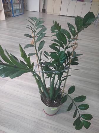 Замиакулькас