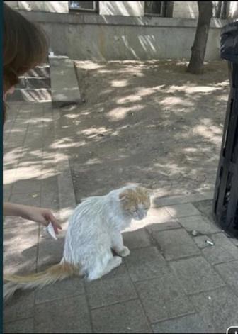 найден кот