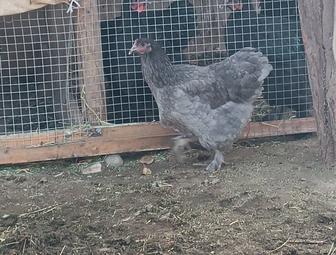 Продам куры и петухи