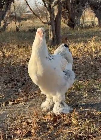 Продам куры и петухи