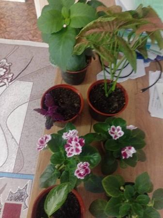 Цветы комнатные