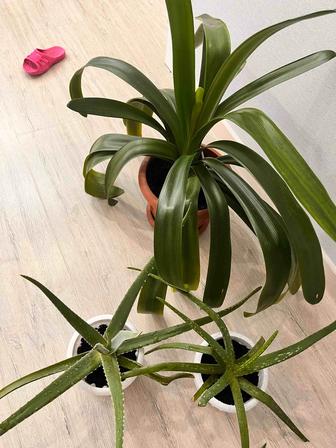 Комнатные цветы