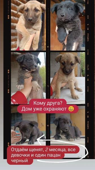 Отдам щенков. Доставлю!