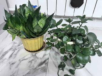 Продам цветы