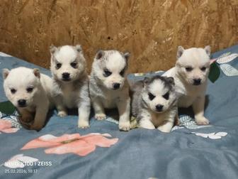 Продам щенков сибирский хаски, рассрочка каспи 0 0 12, 0 0 24