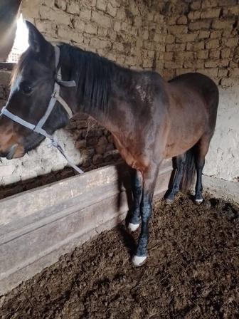 Продается лошадь ,звоните пожалуйста на этот номер