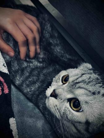 Кот