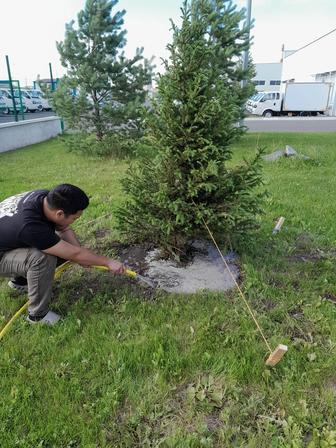 Озеленяем газ трава деревья посадки стрижка