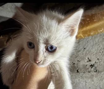 Отдам котенка