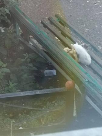 Отдам котенка