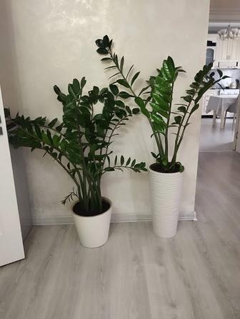 Продам замиокулькас, гигант