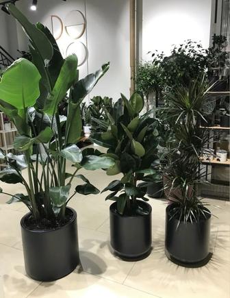 Комнатные растения