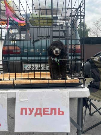 Продам собаку пуделя