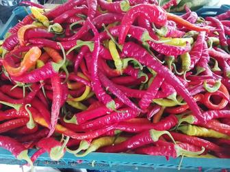 Продам горький перец