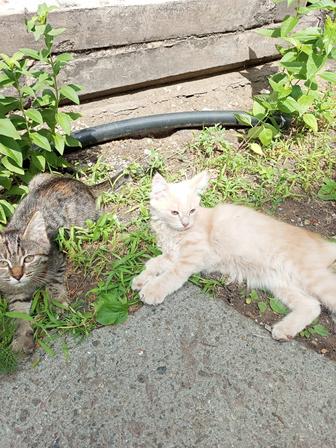 Отдам котят в добрые руки, 3 месяца, к лотку приучены