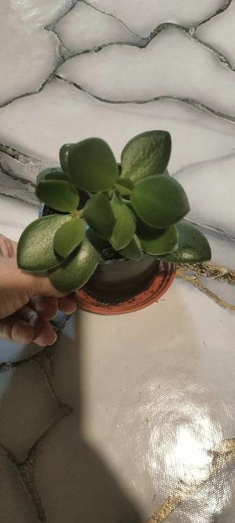 Цветок денежное дерево.