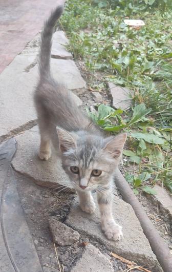 Котята на счастье, девочки мышеловки