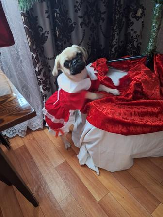 Продам собаку мопса , девочка 6 месяцев