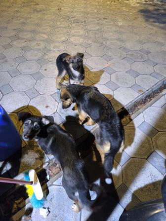 Собак в добрые руки