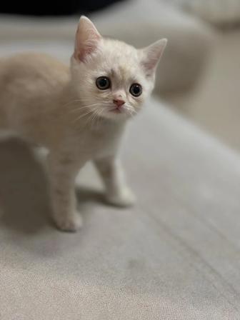Продам котят Шотландцев