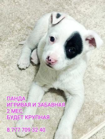 Отдам щенков