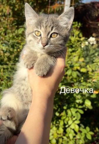 Отдаем котят в любящие руки