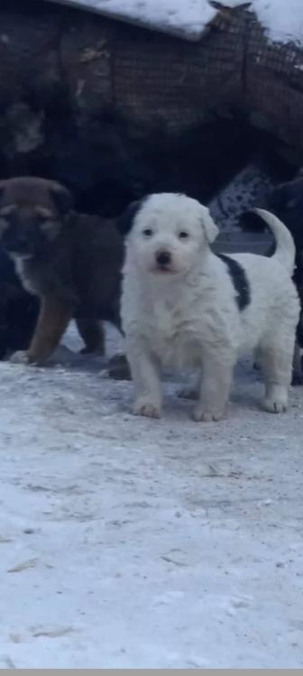 Дарю щенят!