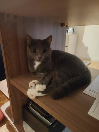 Отдам кошку бретанку