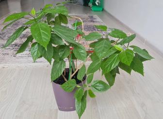 Гибискус, китайская роза