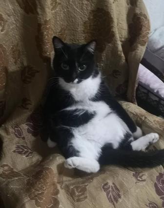 Кошки